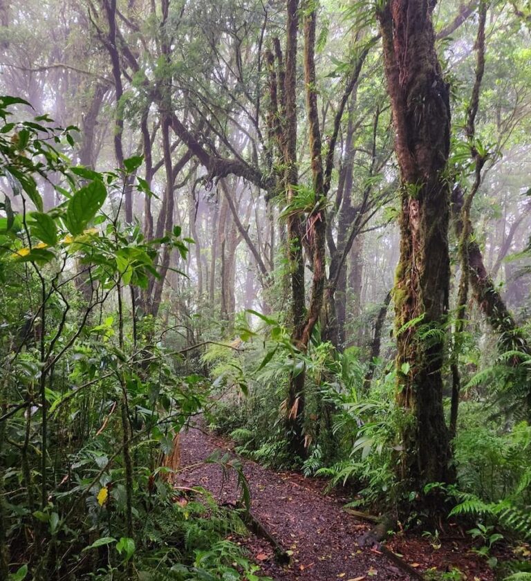 Hiking at Santa Elena Cloud Forest Reserve