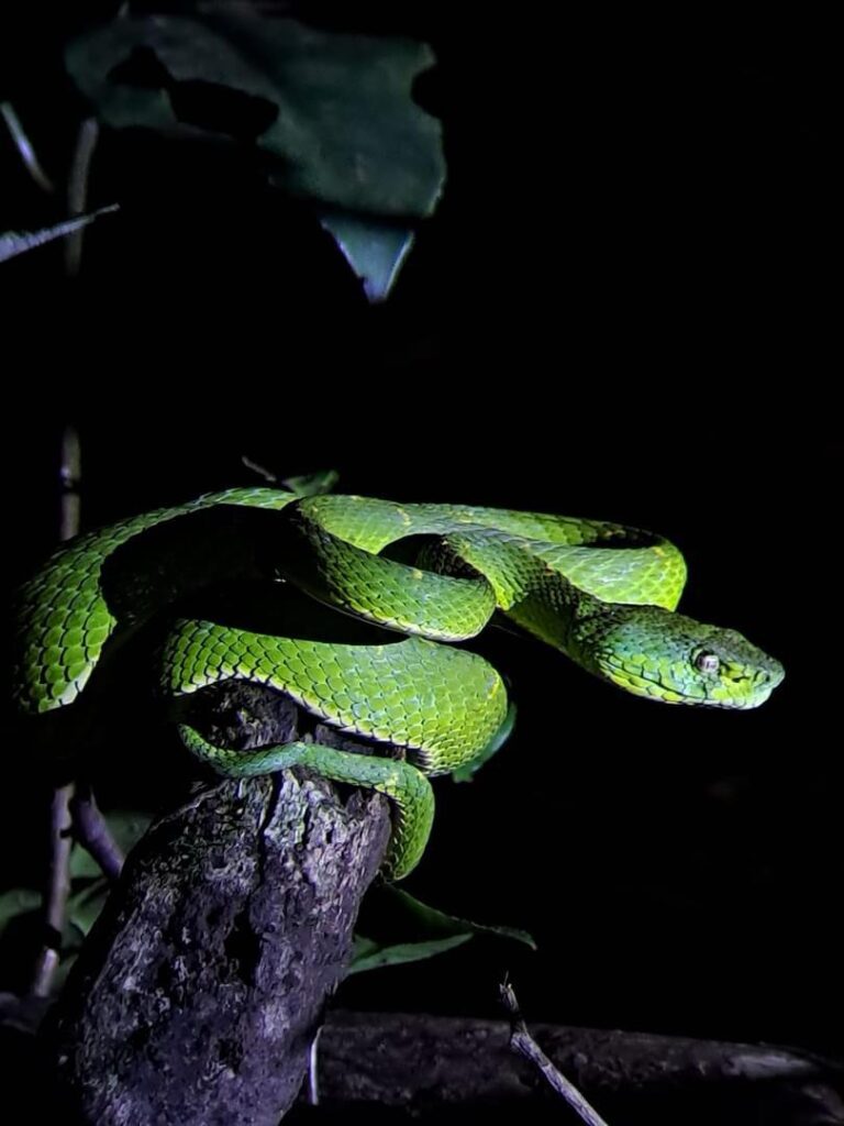 Night Walk in Monteverde