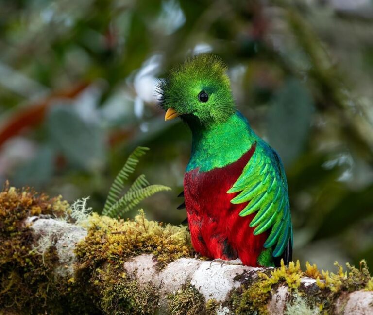 Los Quetzales National Park