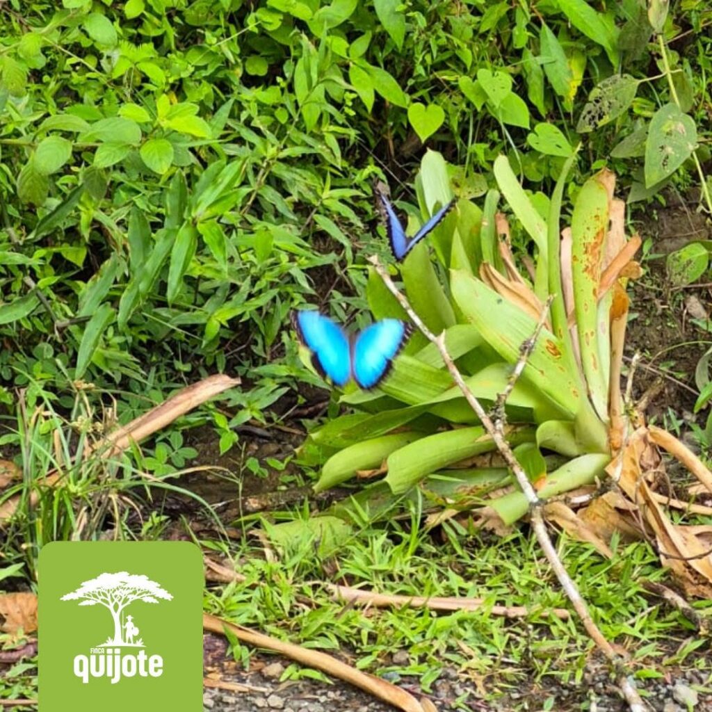Finca Quijote campsite in Costa Rica – photo 2